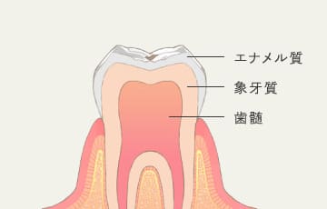 エナメル質、象牙質、歯髄